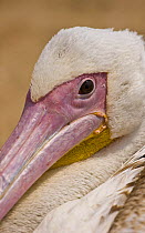 Eastern white pelican {Pelecanus onocrotalus} portrait, Walvis Bay, Namibia, August