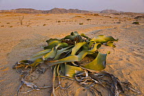 Welwitschia plant {Welwitschia mirabilis} growing in Namib desert, Swakopmund, Namibia, August 2008
