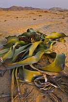 Welwitschia plant {Welwitschia mirabilis} growing in Namib desert, Swakopmund, Namibia, August 2008