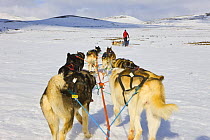 Team of dogs pulling sledge over snow, Dovrefjell National Park, Norway, April 2009
