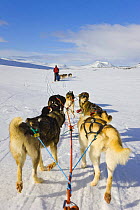 Team of dogs pulling sledge over snow, Dovrefjell National Park, Norway, April 2009