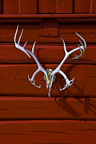 Reindeer skull and antlers on traditional wooden building, Dovrefjell National Park, Norway, April 2009
