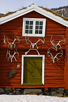 Reindeer skull and antlers on traditional wooden building, Dovrefjell National Park, Norway, April 2009