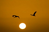 Silhouette of White storks (Ciconia ciconia) in flight at dusk / dawn, Andalucia, Spain, January 2008