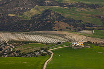 Aerial view of olive groves and farm building, near Seville, Andalucia, Spain, February 2008