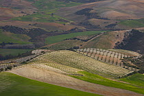 Aerial view of olive groves, near Seville, Andalucia, Spain, February 2008