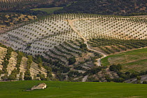 Aerial view of olive groves, near Seville, Andalucia, Spain, February 2008
