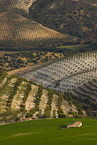 Aerial view of olive groves and farm building, near Seville, Andalucia, Spain, February 2008