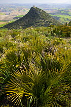 Castle Cato perched on top of a hill with Palmetto plants in the foreground, near Seville, Andalucia, Spain, February 2008