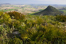Castle Cato perched on top of a hill with Palmetto plants in the foreground, near Seville, Andalucia, Spain, February 2008