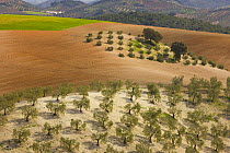 Aerial view of olive groves and farmland, near Seville, Andalucia, Spain, February 2008