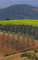 Aerial view of olive groves and farmland, near Seville, Andalucia, Spain, February 2008