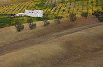 Aerial view of farm building, olive grove and farmland, near Seville, Andalucia, Spain, February 2008