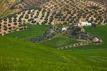 Aerial view of farm building, olive groves and farmland, near Seville, Andalucia, Spain, February 2008