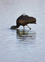 Glossy ibis (Plegadis falcinellus) feeding in wetlands, Andalucia, Spain, March