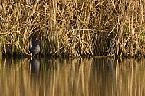 Purple swamphen (Porphyrio porphyrio) amongst reeds in wetlands, Andalucia, Spain, March