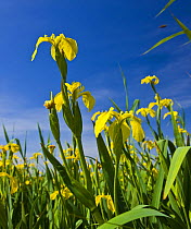 Yellow iris (Iris pseudacorus) flowering in wetlands, Andalucia, Spain, March