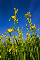 Yellow iris (Iris pseudacorus) flowering in wetlands, Andalucia, Spain, March