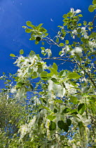 Branches of White poplar tree (Populus alba) with seeds covered in thick white fluff to aid wind dispersal, Andalucia, Spain, March