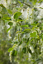 White poplar tree (Populus alba) with seeds covered in thick white fluff to aid wind dispersal, Andalucia, Spain, March