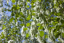 White poplar tree (Populus alba) with seeds covered in thick white fluff to aid wind dispersal, Andalucia, Spain, March