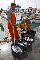 Fishermen hosing down fish after undloading catch from trawlers, Puerto de Chipiona, Costa de la Luz, Cadiz, Andalucia, Spain, March 2008