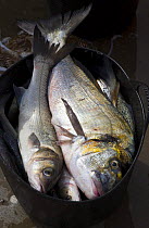 Dorado {Salminus maxillosus} and Bass {Dicentrarchus labrax} caught in fish catch, Puerto de Chipiona, Costa de la Luz, Cadiz, Andalucia, Spain, March 2008