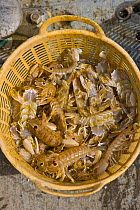Catch of Mantis shrimp {Squillidae}, Puerto de Chipiona, Costa de la Luz, Cadiz, Andalucia, Spain, March 2008