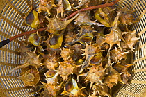 Catch of murex sea snails (Muricidae), Puerto de Chipiona, Costa de la Luz, Cadiz, Andalucia, Spain, March 2008