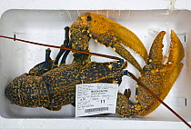 Lobster for sale at fish market, Puerto de Chipiona, Costa de la Luz, Cadiz, Andalucia, Spain, March 2008