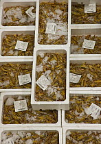 Crustaceans for sale at the fish market at Puerto de Chipiona, Costa de la Luz, Cadiz, Andalucia, Spain, March 2008