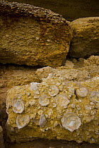 Fossils of oyster shells in the rock at Cabo Roche, Costa de la Luz, near Conil de la Frontera, Cadiz, Andalucia, Spain
