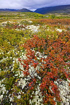 Lichen and (Vaccinium sp) plants in autumn, Dovrefjell National Park, Norway, September 2008