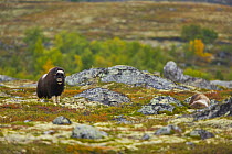Muskox {Ovibos moschatus} on the tundra in autumn, Dovrefjell National Park, Norway, September 2008