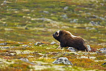 Muskox {Ovibos moschatus} stretching / bellowing on the tundra in autumn, Dovrefjell National Park, Norway, September 2008
