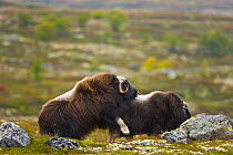 Muskox {Ovibos moschatus} pair mating on the tundra in autumn, Dovrefjell National Park, Norway, September 2008