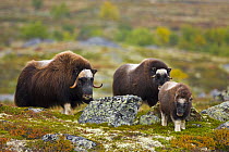 Muskox {Ovibos moschatus} family group on the tundra in autumn, Dovrefjell National Park, Norway, September 2008