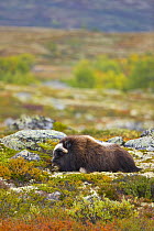 Muskox {Ovibos moschatus} resting on the tundra in autumn, Dovrefjell National Park, Norway, September 2008
