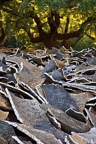 Cork from the bark of Cork oak trees {Quercus suber} Parque Natural de los Alcornocales, Cadiz, Spain, December 2008