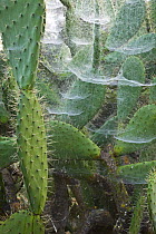 Prickly pear / cholla {Opuntia sp} cactus covered in cobwebs, Andalucia, Spain, December