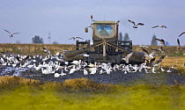 Seagulls, storks and egrets feeding in rice field following the plough, Parque Natural de Doñana, Andalucia, Spain, December 2008