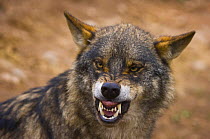 Iberian wolf (Canis lupus signatus) snarling, captive, Spain