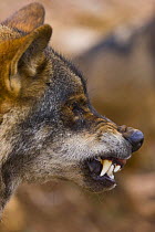 Iberian wolf (Canis lupus signatus) snarling, captive, Spain