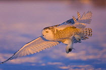 Snowy owl (Nyctea / Bubo scandiaca) flying over snow with rodent in talons, Norway, February