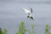 Arctic tern (Sterna paradisaea) hovering over nest with food for young, Inner Farne Island, UK, June