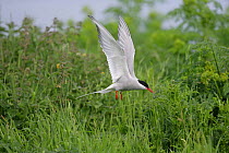 Arctic tern (Sterna paradisaea) hovering over nest with food for young, Inner Farne Island, UK, June