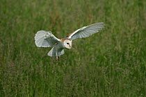 Barn owl (Tyto alba) in flight, slowing down to land, Yorkshire, UK, July