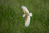 Barn owl (Tyto alba) in flight over meadow, Yorkshire, UK, July