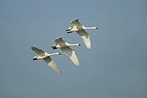 Bewick's swans (Cygnus columbianus) in flight, Welney, WWT, UK, October