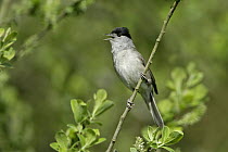 Male Blackcap (Sylvia atricapilla) singing in woodland, Essex, UK, May